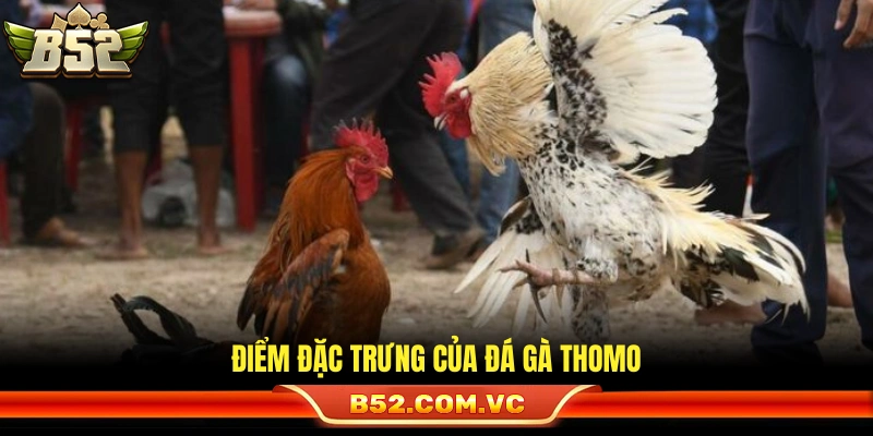 Luật Đá Gà Thomo – Những Quy Định Cần Nắm Rõ Cho Newbie 2 Những giá trị làm nên tên tuổi đá gà Thomo