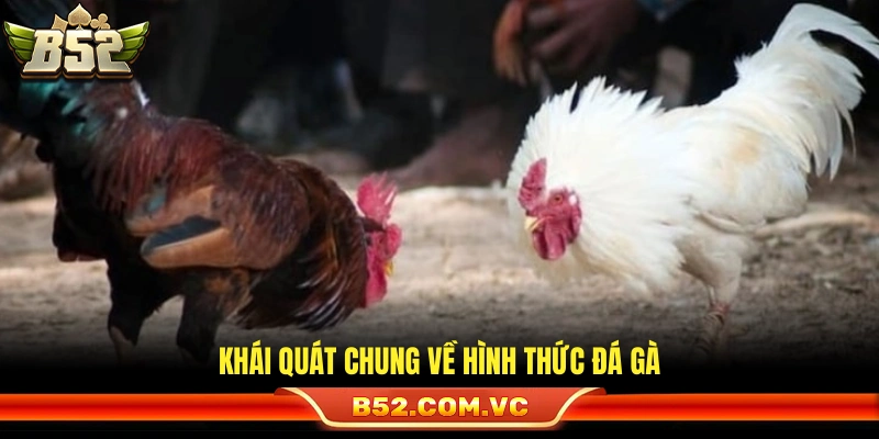 Mẹo Cược Đá Gà Luôn Thắng Từ Người Chơi Lâu Năm Tại B52 2 Sơ lược về các loại hình thi đấu gà